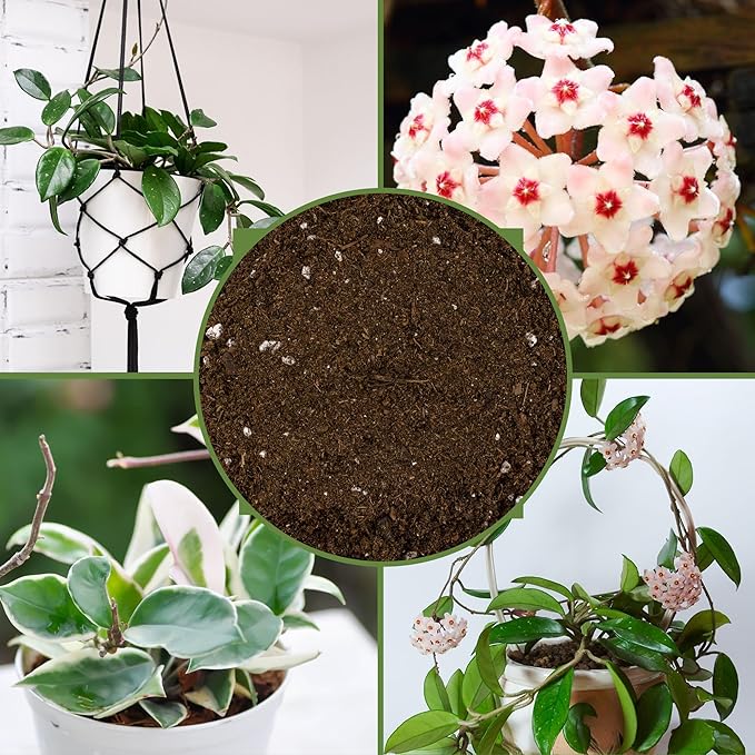 Soil Sunrise Hoya Plant Potting Soil Mix (8 Quarts) Custom Blend for Growing Hoya Tropical Houseplants