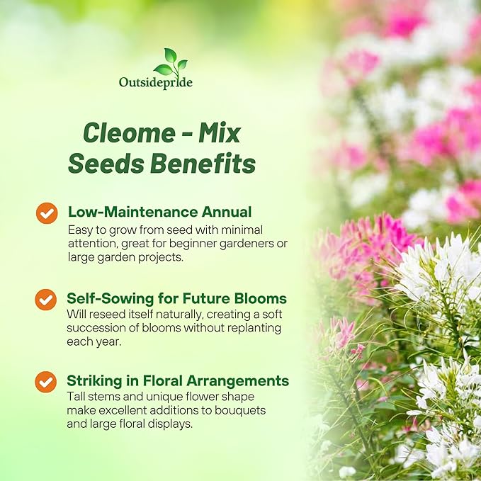 Outsidepride Mix Cleome Seeds - 2000 Pcs Annual Flower Seeds with Large, Airy, Spidery Blooms, Drought Tolerant Spider Plant for Xeriscaping, Flower Bed, Border, Pollinator, & Cut Flower Garden