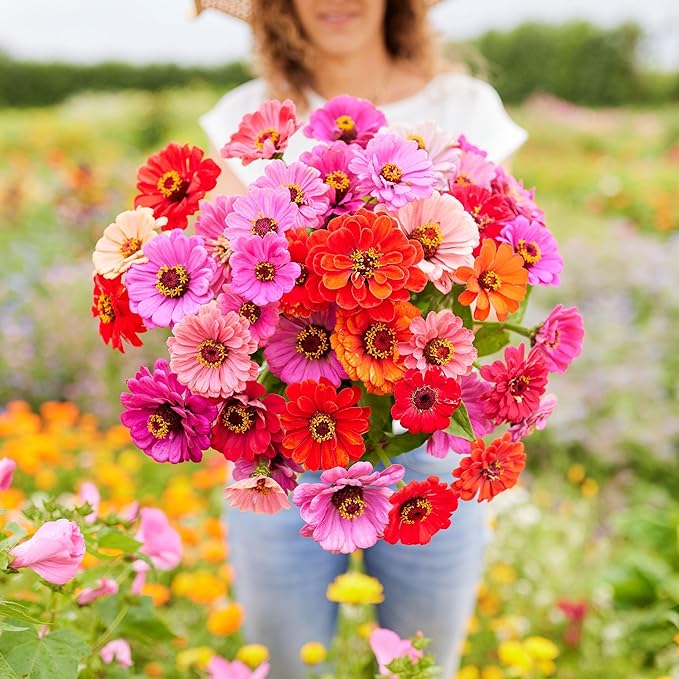 Eden Brothers Zinnia Seeds - Dahlia Flowered Mix, Non-GMO Seeds for Planting, 1/4 lb | Low-Maintenance Flower Seeds, Plant During Spring, Zones 3, 4, 5, 6, 7, 8, 9, 10