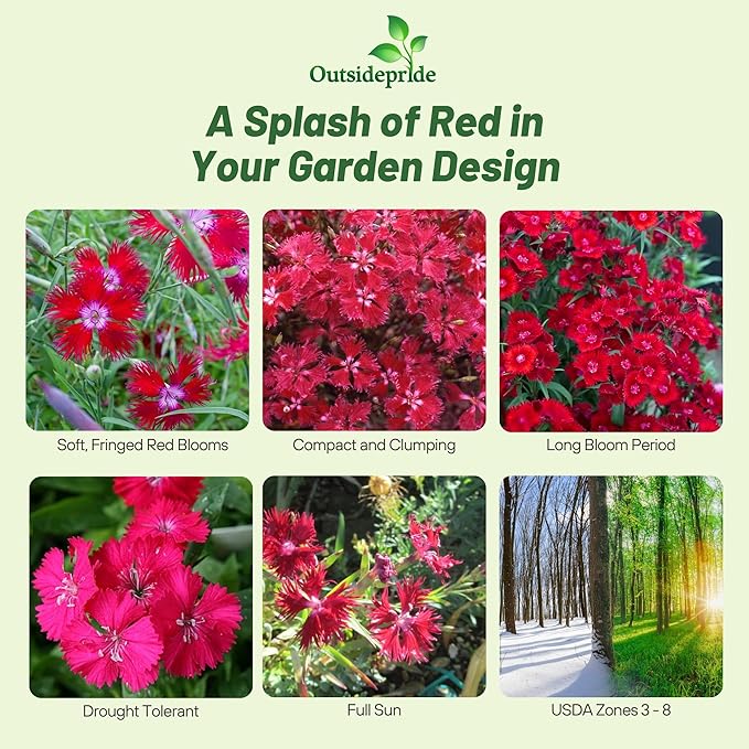 Outsidepride Superbus Red Dianthus Seeds for Planting - 5000 Pcs Easy to Grow & Hardy Perennial Flower Seeds with Colorful & Fragrant Blooms, for Mixed Plantings, Containers, & Pollinator Gardens