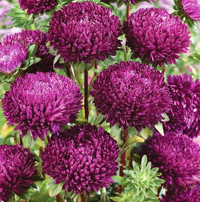 1000+ Perennial Aster Flower Seeds for Planting Outdoors-Powderpuff Mix Non-GMO Attracts Bees&Butterflies Fragrant Butterfly
