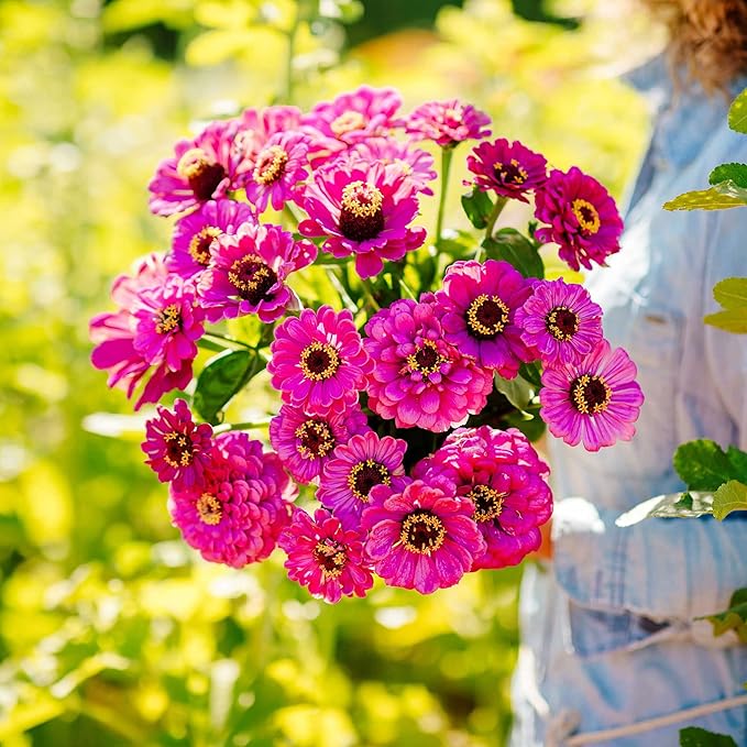 Eden Brothers Zinnia Seeds - Violet Queen, Non-GMO Seeds for Planting, Packet | Low-Maintenance Flower Seeds, Plant During Spring, Zones 3, 4, 5, 6, 7, 8, 9, 10