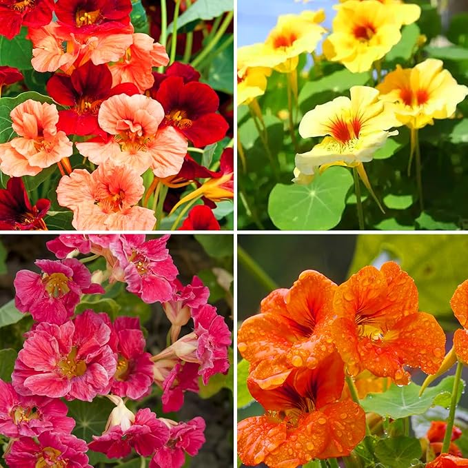 Nasturtium Seeds for Planting, 100+pcs Climbing Nasturtium Flower Seeds, Non-GMO Heirloom Rare Beauty Home Garden Blooms Flowers Plants for Outdoors Indoors