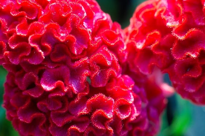 Seeds Cockscomb 200+ Seeds to Grow Celosia Cristata Celosia Argentea VAR. Cristata Velvet Flower Exotic Annual Plant Multicolor Mix