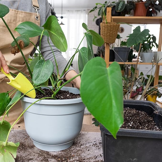 Monstera Potting Soil 1qt - Premium Tropical Blend with Rapid Drainage for Growing and Repotting Monstera Deliciosa (Split-Leaf Philodendron) and Swiss Cheese Plants