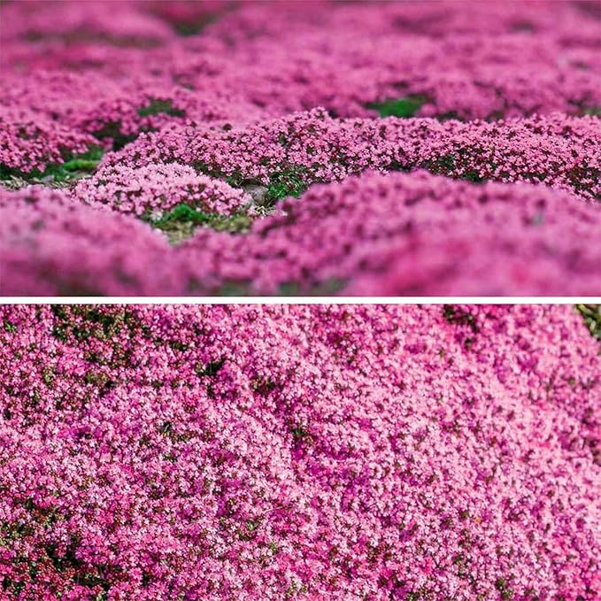 20000+ Magic Pink Creeping Thyme Seeds for Planting Ground Cover Plants Heirloom Flowers Perennial Thyme Non-GMO Thymus Serpyllum Seed