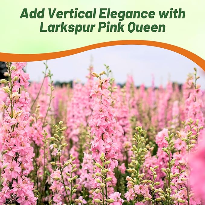 Outsidepride Delphinium Pink Larkspur Seeds for Planting Outdoors - 1000 Pcs Annual, Self-Seeding, Heat & Drought Tolerant Wildflower Seeds, Colorful Blooms for Flower Arrangement & Pollinator Garden