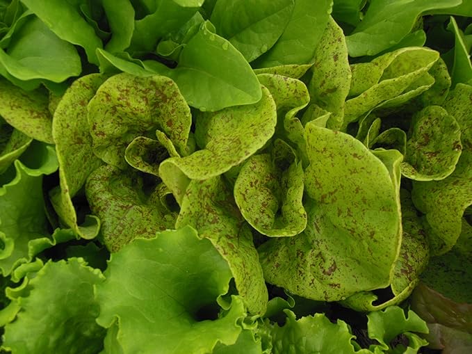 The Living Farm, Cold Hardy Lettuce Seed Collection, Non GMO, Hierloom, Open Pollinated, 2400mg of Seed Latuca Sativa