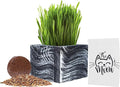 Cali Kiwi Pros Cat Grass for Indoor Cats - Christmas Organic Cat Grass Kit: 4.25" Square Planter with Organic Seeds, Soil Pucks, Hand Made in The USA (Green Gold)