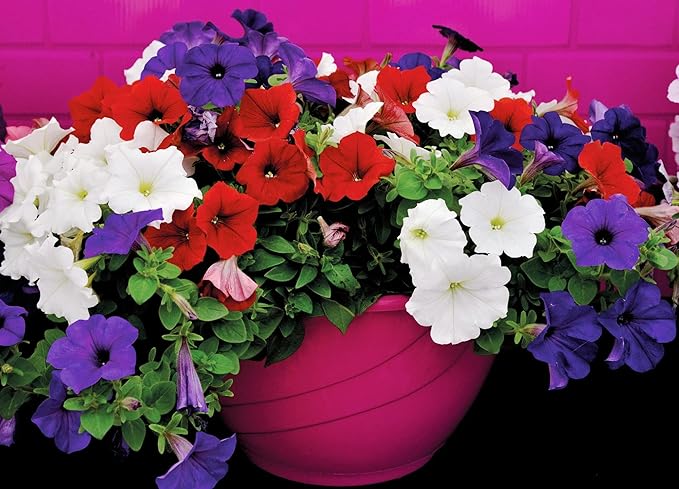 500+ Seeds Petunia Unicum Rainbow Cascade - Flower Mix