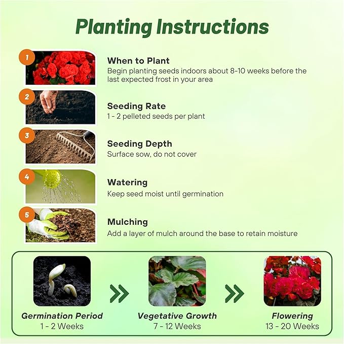 Outsidepride Dark Red Limitless Begonia Seeds for Planting - 25 Pcs Perennial Flower Seeds with Large Blooms, Arching & Pendulous Growth Habit, for Containers, Hanging Baskets, or Landscape Plantings