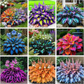 270+ Perennial Hostas for Planting, Heart Shaped Leaves, on-GMO Heirloom Hosta Plants Seeds Outdoor Garden