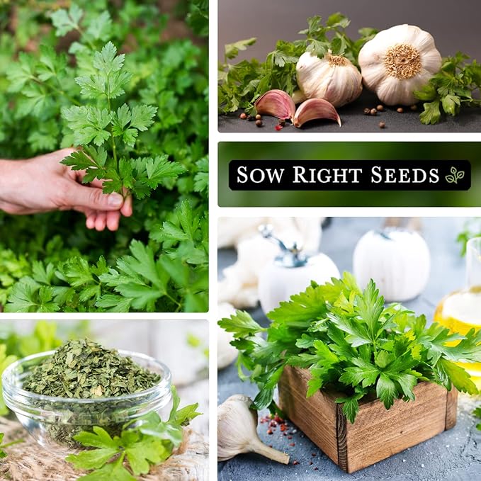Sow Right Seeds - Flat Leaf Parsley Seed for Planting - Non-GMO Heirloom Packet with Instructions to Plant and Grow a Kitchen Herb Garden - Indoor or Outdoor - Great for Hydroponics Growing (1)