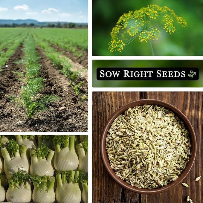 Sow Right Seeds - Florence Fennel Seed for Planting - Non-GMO Heirloom Packet with Instructions to Plant and Grow in Your Herbal Garden - Great for Seasoning and Cooking - Attract Pollinators (3)