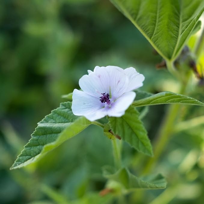 Banyan Botanicals Organic Marshmallow Seeds – Althaea officinalis – Grow Marshmallow Root for Your Home Apothecary or for Marshmallow Root Tea – 50 Count – Open Pollinated Non-GMO Easy-to-Grow