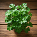 Seeds In A Cup - Plant Growing Kit-: Vegetable and Herb Growing Kit (Parsley)