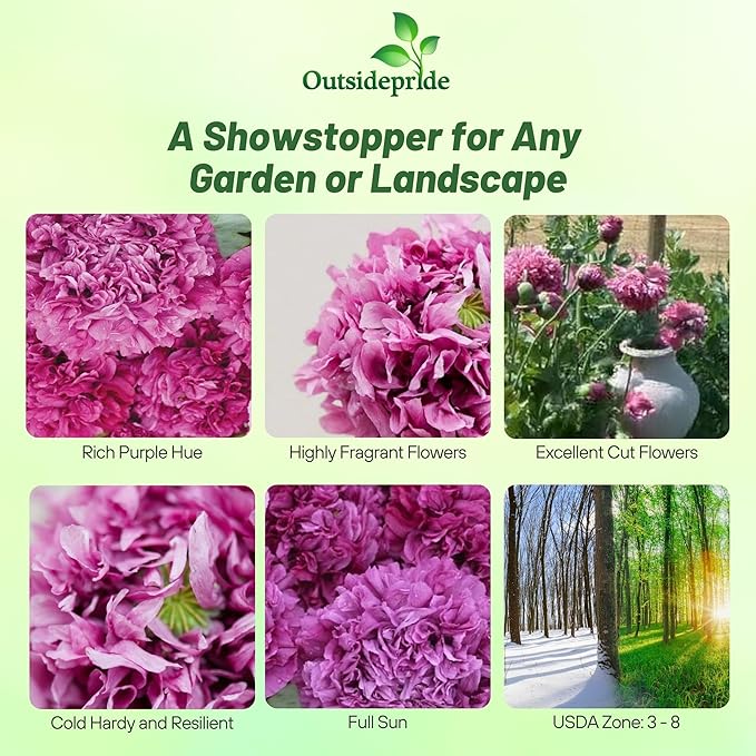 Outsidepride Peony Poppy Seeds for Planting - 10,000 Pcs Annual, Drought-Tolerant & Easy to Grow Wildflower Seeds with Vibrant Purple Blooms for Landscaping, & Pollinator Garden