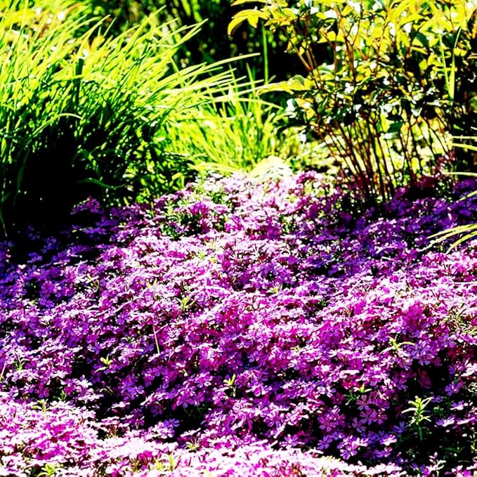 1000pcs Purple Creeping Thyme Seeds Ground Cover, Thyme Seeds for Planting Outdoors,Perennial Thymus Serpyllum Seed Flower Non-GMO Heirloom for Garden Home