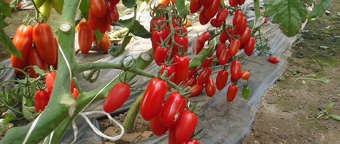 Seeds Tomato Pepper-Shaped Red Long Heirloom Vegetable for Planting Non GMO