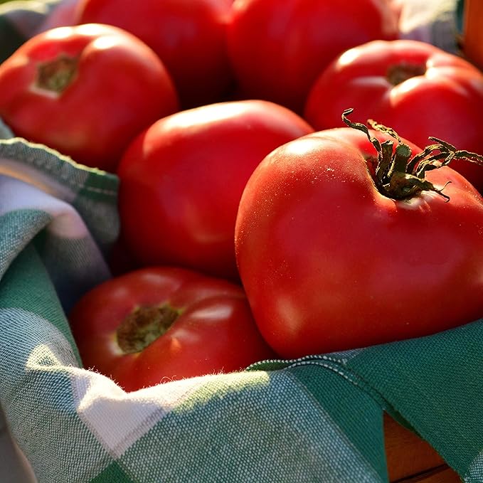 Rose de Berne Heirloom Tomato - 50 Seeds - Rare Heirloom Pink Tomato Variety, Non-GMO Vegetable Seeds for Planting in The Home Garden, Thresh Seed Company