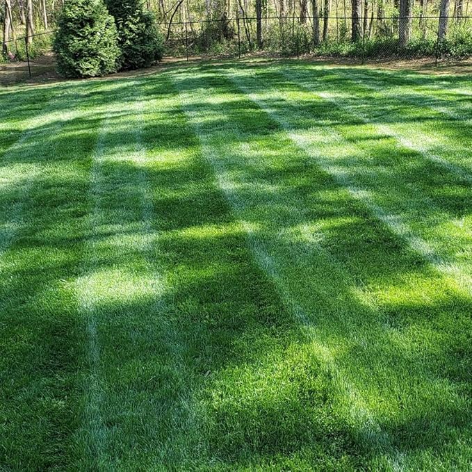 Outsidepride Midnight Kentucky Bluegrass Seed - 25 Lbs. Cold & Drought Tolerant, Sun-Loving Lawn Grass Seed, w/High Traffic Tolerance & Deep Root System, OptiGrowth Coated for Better Establishment