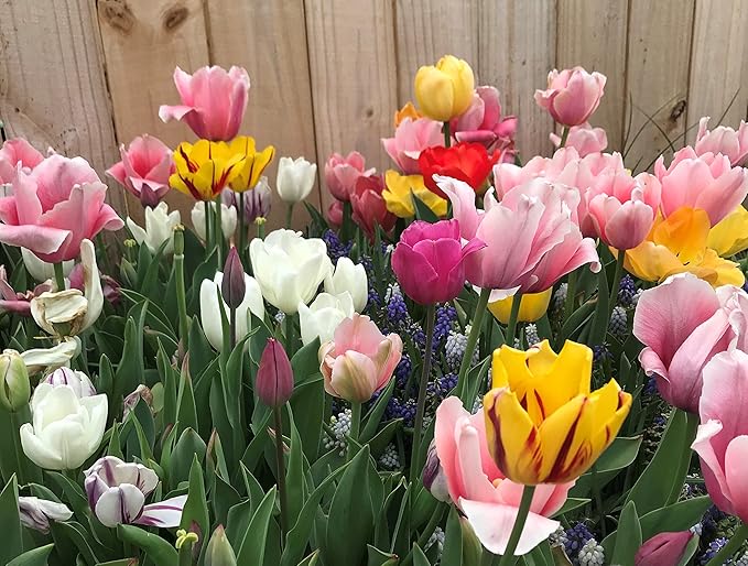 Perennial Tulip Mix, 20 Large Flowering Fall Bulbs for Planting, Multiple Colors