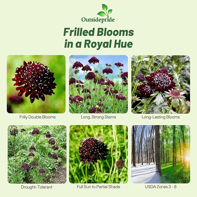 Outsidepride Double Purple Scabiosa Seeds - 200 Pcs Perennial Pincushion Flower Seeds That Attract Pollinators, Upright & Neat Growth Habit for Small Gardens, Borders, Containers, & Xeriscaping