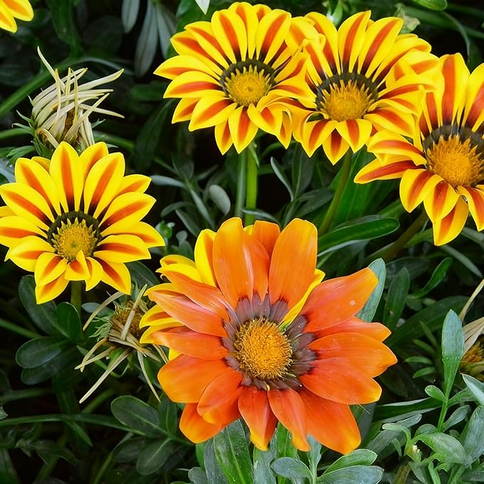 Gazania Daisy Flower Seeds for Planting, 100+ Mixed Gazania Seed, Perennial Flower, Non-GMO Heirloom Gazania Seeds for Garden Home