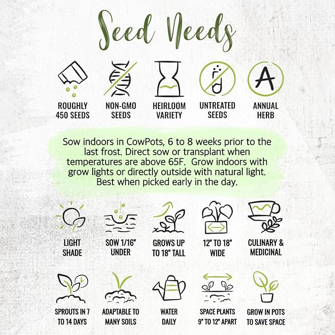 Seed Needs Chervil Seeds for Planting - Non-GMO, Heirloom & Untreated Annual Herbs - Grow an Indoor/Outdoor Garden Full of Culinary French Parsley (5 Packs)