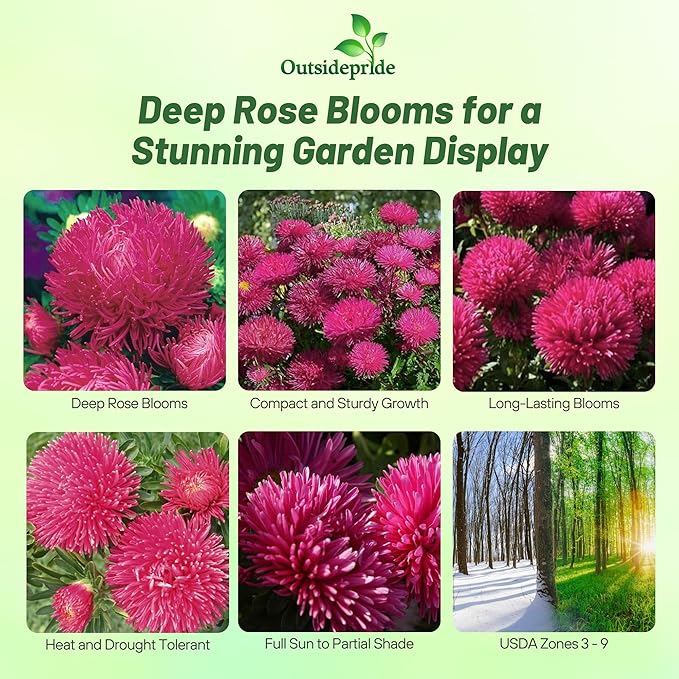 Outsidepride Gremlin Aster Seeds - 1000 Pcs. Annual, Hardy & Pollinator Friendly Flower Seeds for Planting Vibrant Dark Rose Blooms and Oval-Shaped Leaves, Great for Meadows & Aesthetic Gardens