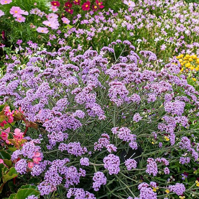 5000+ Verbena Seeds for Planting - Non-GMO Heirloom Seeds - Creeping Perennial Wildflower and Ground Cover Plant