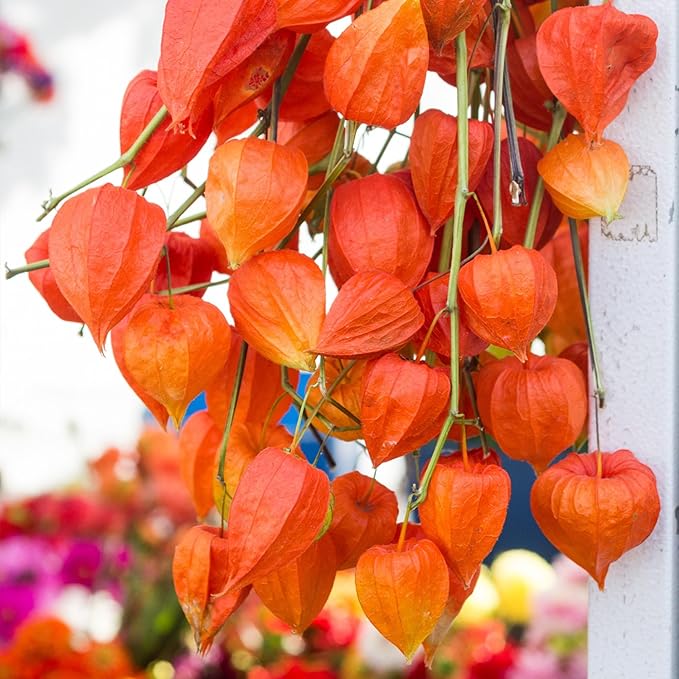 Seed Needs Chinese Lantern Seeds for Planting (Physalis Alkekengi) Heirloom & Open Pollinated Orange Ornamental Husk Cherries - Annuals to Plant an Outdoor Garden (1 Pack)