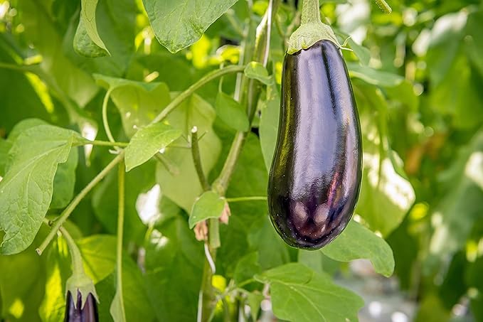 Egg Plant Seeds, 100+ Black Beauty, Heirloom, Non GMO Seeds, Solanum melongena
