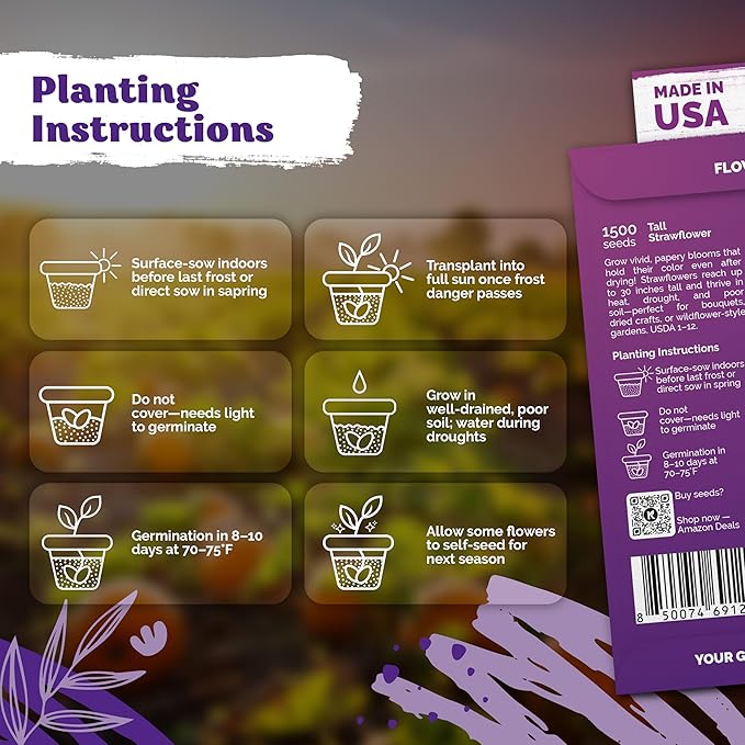 KVITER 3,000 Tall Mix Strawflower Seeds for Planting (Xerochrysum/Helichrysum Bracteatum), 2 Pack — Golden Everlasting Flower, Paper Daisy — Ideal Organic, Heirloom Cut Flower Seeds to Plant Outside