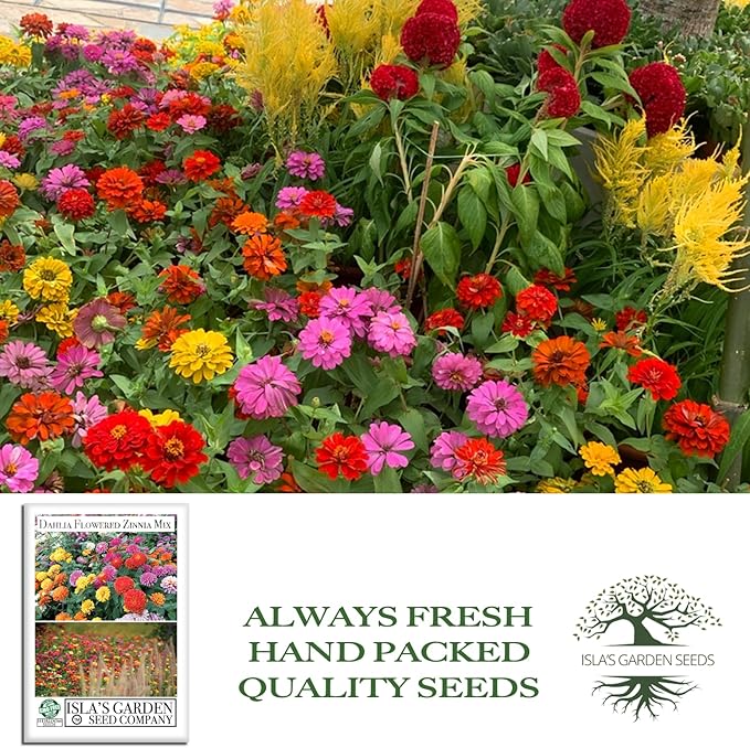 Dahlia Flowered Zinnia Mix Seeds (Zinnia elegans) – 500+ Non-GMO Heirloom Seeds by Isla’s Garden Seeds, Stunning Large Blooms, Vibrant Cut Flowers, Attracts Pollinators, Easy to Grow, Gardening Gift