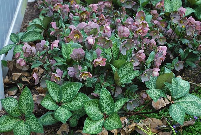 Perennial Farm Helleborus Frostkiss® Penny's Pink No. 1