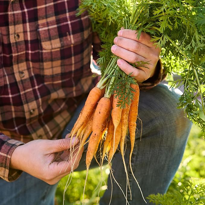 Burpee Heirloom Touchon Carrot Seeds - Sweet, Coreless, French Variety