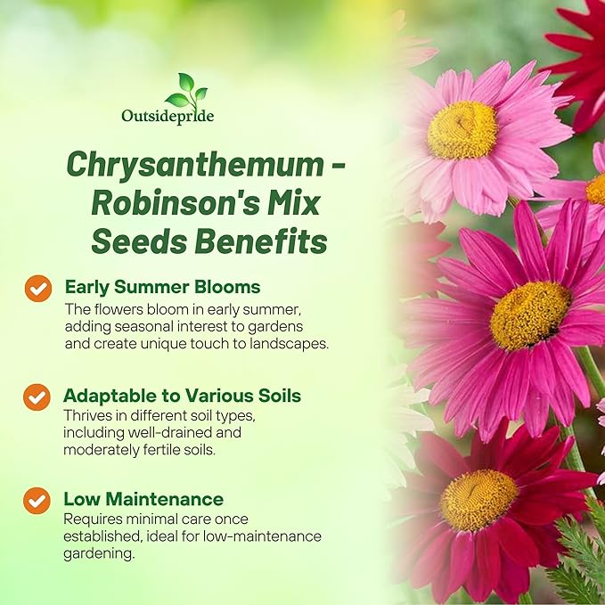 Outsidepride Robinson's Mix Chrysanthemum Seeds - 10000 Pcs. Perennial, Drought Tolerant Flower Seeds for Planting in Pollinator Gardens, Cut Flowers & Low Maintenance Landscaping