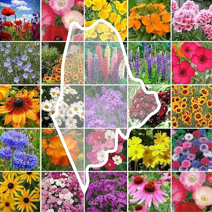 Eden Brothers Maine Wildflower Mixed Seeds for Planting, 1/4 lb, 120,000+ Seeds with Lupine, Cornflower | Attracts Pollinators, Plant in Spring or Fall, Zones