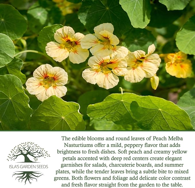 Peach Melba Dwarf Nasturtium Seeds (Tropaeolum nanum) – 30+ Heirloom Non-GMO Seeds by Isla’s Garden Seeds, Compact Edible Flower, Cream Peach Blooms with Red Centers, Container Friendly, Fast Growing