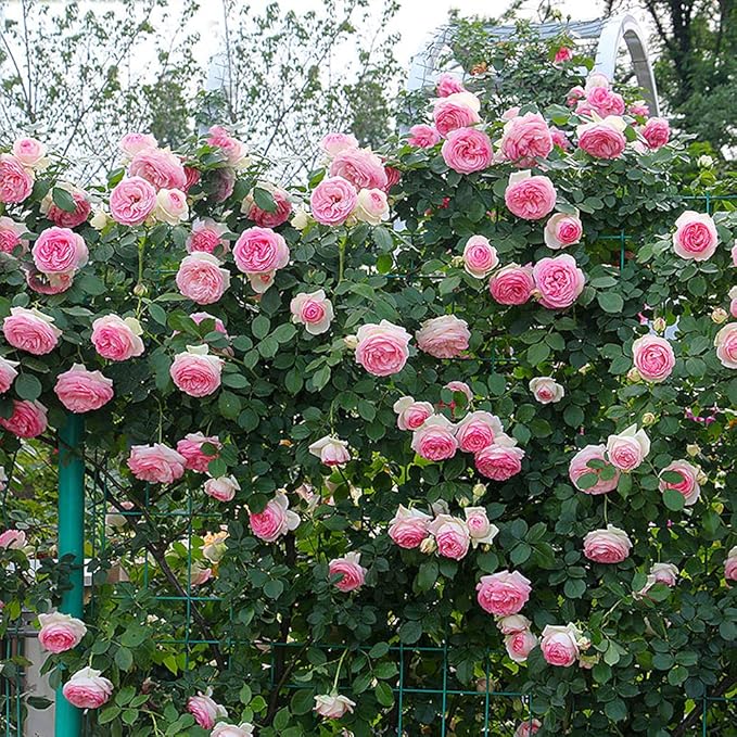 MOCCUROD 100pcs Pink Climbing Rose Vine Seeds - Amazing Growth and Beautiful Roses
