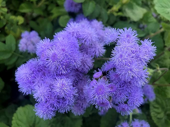 Ageratum Blue Ageratum houstonianum Flossflower Blue Mink Garden Seeds for Planting 400+ Seeds