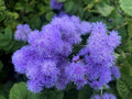 Ageratum Blue Ageratum houstonianum Flossflower Blue Mink Garden Seeds for Planting 400+ Seeds