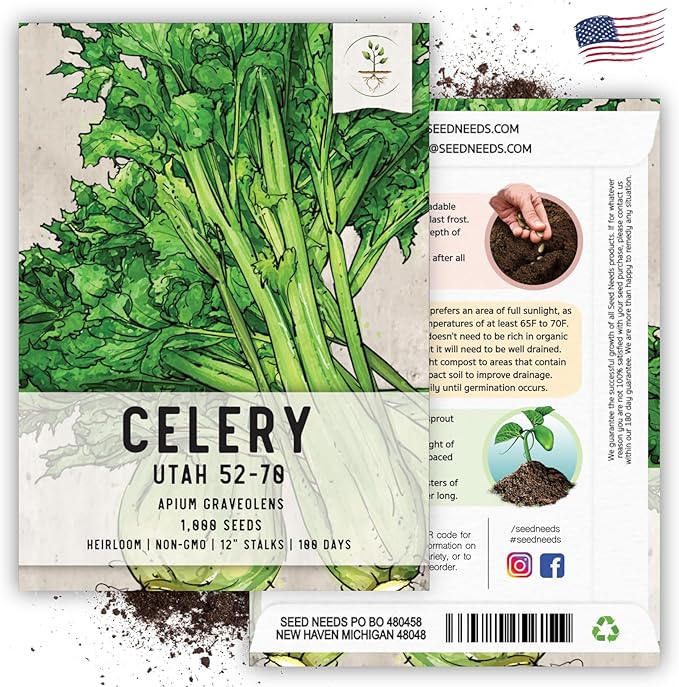 Seed Needs Celery Seeds for Planting Utah 52-70 Celery - Non-GMO, Heirloom & Untreated - Grow a Home Grown Outdoor Vegetable Garden for Fresh Produce (1 Pack)