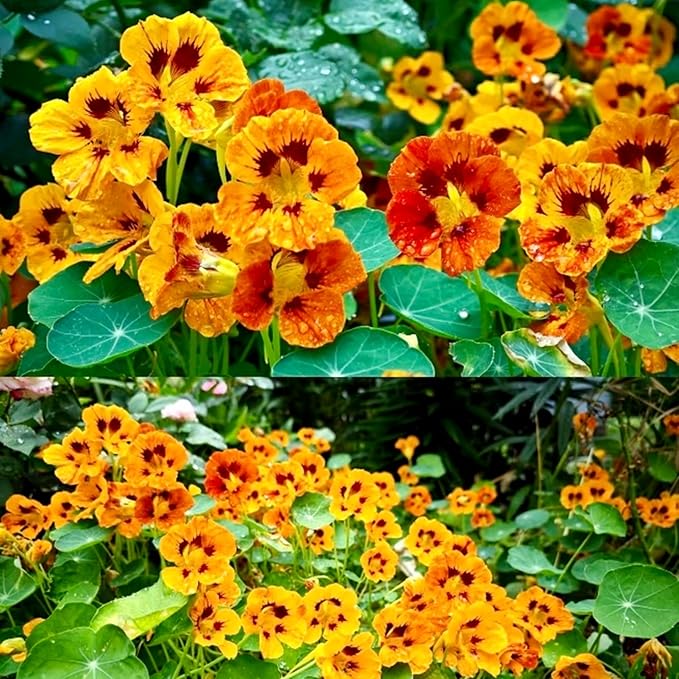 Nasturtium Seeds for Planting 100pcs– Vibrant Trailing Flowers – Perfect for Hanging Baskets & Garden Borders