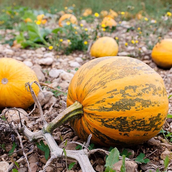 Seeds Pumpkin Muscat Striped Vitamin Big Decorative Ornamental Unique Giant Garden Vegetable for Planting Non GMO