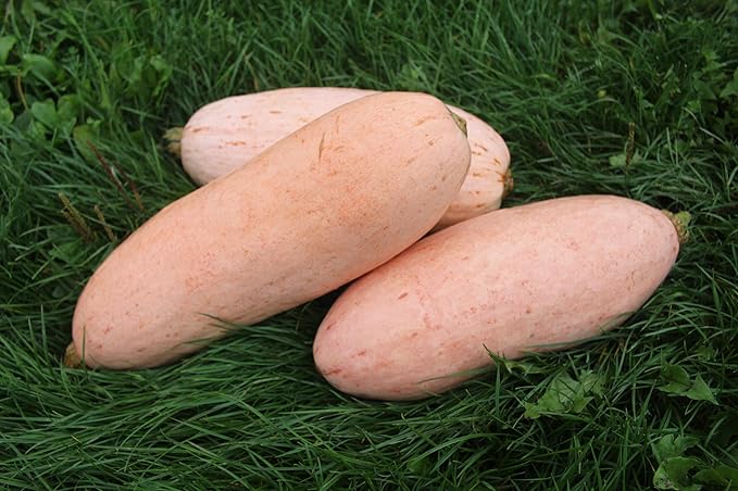 Seeds Vegetable Pumpkin Pink Banana (Cucurbita Maxima) - 10 Seeds