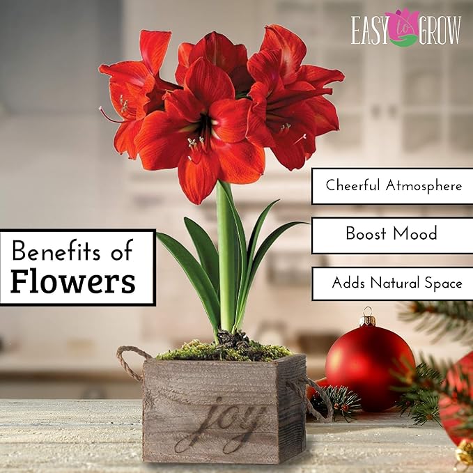 Easy to Grow Amaryllis Ferrari Red - 1 Planted Flower Bulb in a Ceramic Red Square Gift, Blooms Indoors for Holidays in 4 to 8 Weeks