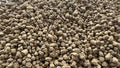 6 lb Medium Grain Hard Akadama Bonsai Soil (6-12mm/4QT) for Bonsai Plants，Prevent Water Accumulation，Promote Root Growth