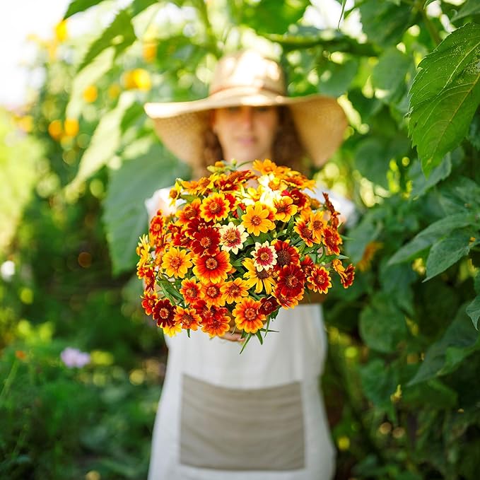 Eden Brothers Zinnia Seeds - Old Mexico, Non-GMO Seeds for Planting, Packet | Low-Maintenance Flower Seeds, Plant During Spring, Zones 3, 4, 5, 6, 7, 8, 9, 10